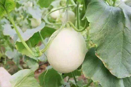 封丘热门吃瓜事件