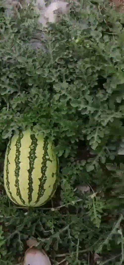 最新吃瓜热门基地,热门事件背后的真相与笑料