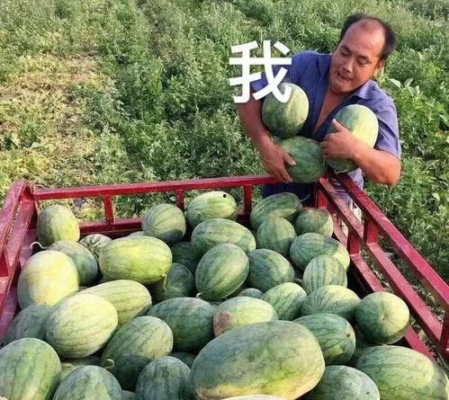 吃瓜爆料了,揭秘娱乐圈幕后真相