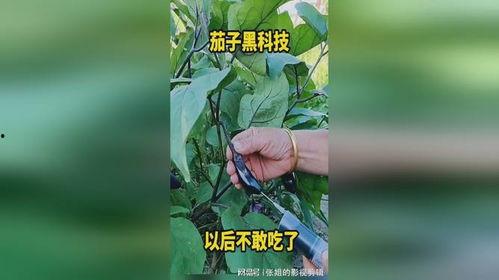 黑科技爆料吃瓜,吃瓜群众眼中的神秘科技爆料大揭秘