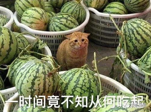 每天吃瓜爆料,娱乐圈新鲜爆料大盘点