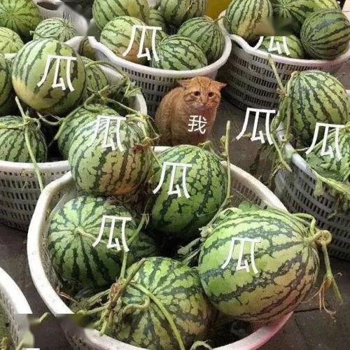 会长吃瓜 爆料,揭秘娱乐圈不为人知的幕后故事