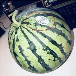 黑瓜头怎样吃,解锁独特吃法，尽享美味时光