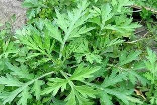 吃瓜爆料艾草,揭秘吃瓜爆料背后的真相