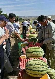 苏州吃瓜爆料,揭秘当地美食圈的那些事儿