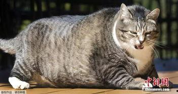 51吃瓜今日吃瓜胖猫,胖猫成今日焦点，趣味吃瓜事件盘点