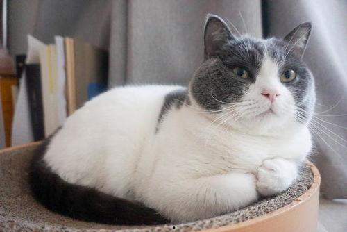 51吃瓜今日吃瓜胖猫,胖猫成今日焦点，趣味吃瓜事件盘点