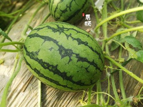近期热门吃瓜新闻,明星恋情曝光，幕后真相揭秘