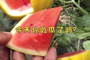 今日吃瓜大瓜fun,揭秘娱乐圈最新热点事件