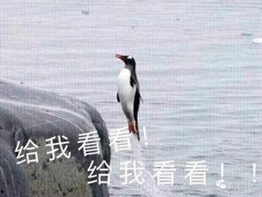 带你吃瓜黑鸟,揭秘黑鸟背后的故事与真相