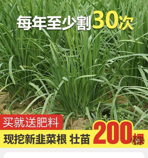吃瓜爆料缅北