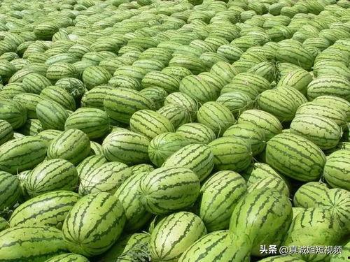 吃瓜视频今日大瓜