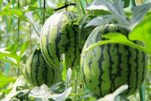 吃瓜今日吃瓜官网最新,最新官网热点事件大盘点