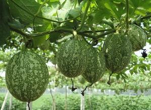 娱乐圈吃瓜百科图片大全,吃瓜百科图片大全深度解析